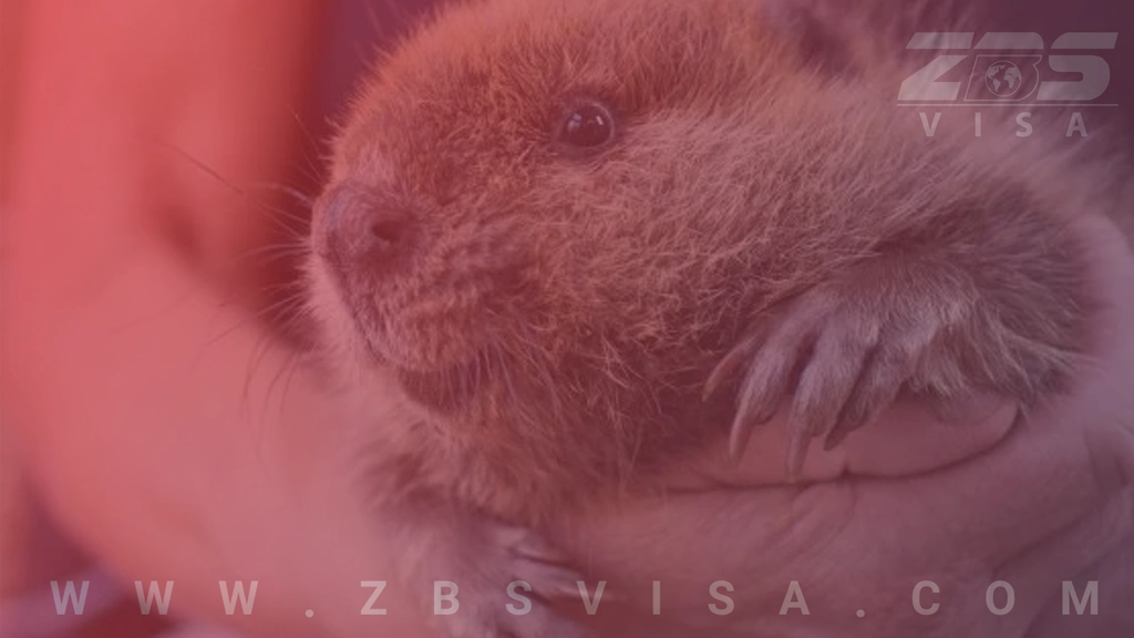 نماد ملی کانادا نماد ملی کانادا