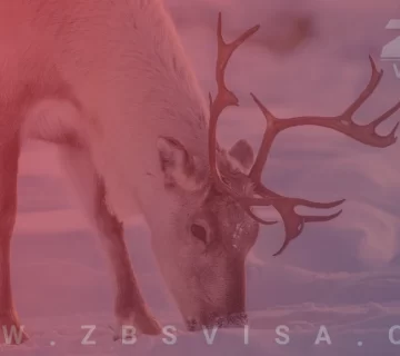 حیوانات بومی کانادا